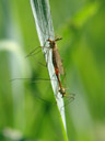 mating crane flies (tipulidae). 2007-05-21, Sony F828.
