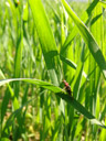 a soldier beetle (cantharis fusca). 2007-05-21, Sony F828.