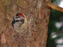 young great spotted woodpecker (dendrocopos major). 2007-06-03, Sony F828.