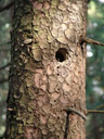 woodpecker's nesting hole - the young bird's beak is visible. 2007-06-03, Sony F828.
