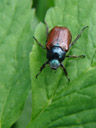 garden chafers (phyllopertha horticola) everywhere