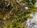 wolfsspinne (lycosidae) mit eikokon || foto details: 2007-06-08, ötz, austria, Sony F828.