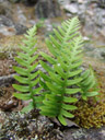 fern. 2007-06-08, Sony F828. keywords: pteridophyta