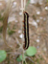 caterpillar. 2007-06-08, Sony F828.