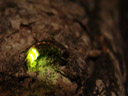 female glowworm (lampyris noctiluca)