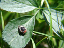 eine marienkäfer-puppe (coccinella septempunctata) in ihrer alten exuvie? || foto details: 2007-06-09, ötz, austria, Sony F828.