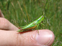 small gold grasshopper (euthystira brachyptera). 2007-06-09, Sony F828. keywords: neoptera, caelifera, acrididae, gomphocerinae