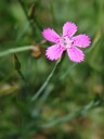 maiden pink (dianthus deltoides)