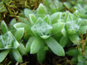 spinnweben-hauswurz (sempervivum arachnoideum) || foto details: 2007-06-09, ötz, austria, Sony F828. keywords: crassulaceae