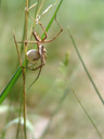 nursery web spider (pisaura mirabilis) with egg sac. 2007-06-09, Sony F828. keywords: lycosoidea, pisauridae, raubspinne, brautgeschenkspinne