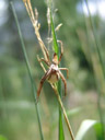 nursery web spider (pisaura mirabilis) with egg sac. 2007-06-09, Sony F828. keywords: lycosoidea, pisauridae, raubspinne, brautgeschenkspinne