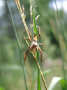 listspinne (pisaura mirabilis) mit eikokon || foto details: 2007-06-09, ötz, austria, Sony F828. keywords: lycosoidea, pisauridae, raubspinne, brautgeschenkspinne