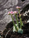 spinnweben-hauswurz (sempervivum arachnoideum) || foto details: 2007-06-09, ötz, austria, Sony F828. keywords: crassulaceae