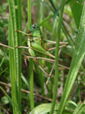 wart-biter (decticus verrucivorus). 2007-06-09, Sony F828. keywords: tettigoniidae, decticinae