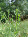 sickleweed (falcaria vulgaris), new finding for this region. 2007-06-09, Sony F828. keywords: gemeine sichelmöhre