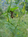 i noticed a dad bee under a leaf.... 2007-06-09, Sony F828. keywords: synema globosum, südliche glanz-krabbenspinne, synaema globosum, beute, prey, crab spider, thomisidae