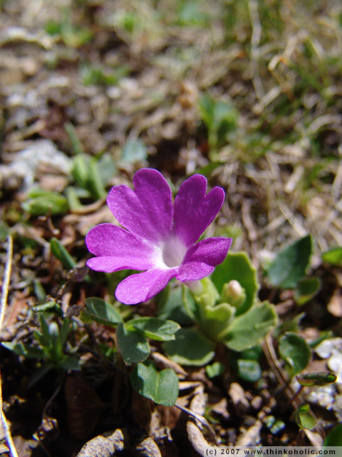 alpine primrose (<i>primula minima</i>), about 2 cm high