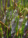dewdrops in a spiderweb just above the water surface. 2007-06-10, Sony F828. keywords: dew drop, tau tropfen