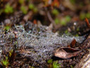dewdrops in a spiderweb. 2007-06-10, Sony F828. keywords: dew drop, tau tropfen