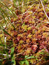 ein rotes torfmoos (sphagnum sp.) || foto details: 2007-06-10, ötztal valley, austria, Sony F828. keywords: sphagnidae, sphagnopsida, sphagnales, sphagnaceae