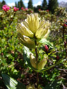 punktierter enzian (gentiana punctata) || foto details: 2007-06-10, ötztal valley, austria, Sony F828. keywords: gentianales, gentianaceae, tüpfel-enzian, 