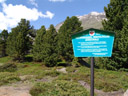 naturdenkmal obergurgler zirbenwald || foto details: 2007-06-10, ötztal valley, austria, Sony F828. keywords: pinus cembra, swiss stone pine, 
