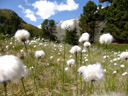 scheiden-wollgras (eriophorum vaginatum) || foto details: 2007-06-10, ötztal valley, austria, Sony F828. keywords: liliopsida, commelinidae, poales, cyperaceae, moor-wollgras, scheidiges wollgras, schneiden-wollgras, 