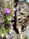 stinking primrose (primula hirsuta), at the left side of the gorge (previous photo). 2007-06-10, Sony F828. keywords: behaarte primel, primulaceae, behaarte schlüsselblume, drüsenhaar-primel, drüsige primel, roter speik