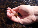 tadpoles. 2007-06-10, Sony F828. keywords: hand