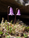 dwarf snowbell (soldanella pusilla). 2007-06-10, Sony F828. keywords: dwarf soldanella, kleines alpenglöckchen, zwerg-soldanelle, petite soldanelle