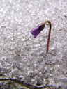 dwarf snowbells (soldanella pusilla) are the first blooming flowers as the snow melts in spring. 2007-06-10, Sony F828. keywords: dwarf soldanella, kleines alpenglöckchen, zwerg-soldanelle, petite soldanelle