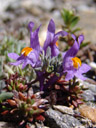 alpine toadflax (linaria alpina). 2007-06-10, Sony F828. keywords: plantaginaceae, stanklitter, steinkletterer, griessspeik, purple flower