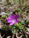 alpine primrose (primula minima), about 2 cm high. 2007-06-10, Sony F828. keywords: primulaceae, zwerg-schlüsselblume, habmichlieb, hab mich lieb, tiny primrose, least primrose, 