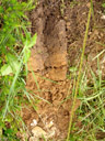 bodenprobe aus jungem mischwald: braunerde || foto details: 2007-06-11, seefeld, austria, Sony F828. keywords: inceptisol, brown soils, brown forest soils