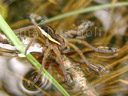 raft spider (dolomedes fimbriatus). 2007-06-11, Sony F828. keywords: pisauridae, listspinne