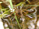 raft spider (dolomedes fimbriatus). 2007-06-11, Sony F828. keywords: pisauridae, listspinne