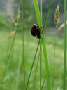 gartenlaubkäfer (phyllopertha horticola) bei der paarung || foto details: 2007-06-08, längenfeld, austria, Sony F828.
