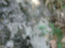 baldachinspinnen (linyphiidae) vor der paarung (ok, baldachinspinnen sind keine insekten...) || foto details: 2007-06-09, ötz, austria, Sony F828.