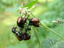 gartenlaubkäfer-orgie (phyllopertha horticola) || foto details: 2007-06-12, virgen, austria, Sony F828. keywords: mating