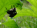 weevils (liparus glabrirostris) mating - one of the biggest european species of weevil