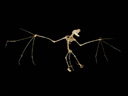 skeleton of a greater mouse-eared bat (myotis myotis)