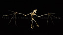 skelett eines grossen mausohrs (myotis myotis) || foto details: 2007-07-12, rum, austria, Sony F828. keywords: fledermaus, microbat, chiroptera, microchiroptera, vespertilionidae, carcass, dead bat, large mouse-eared bat
