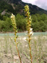 fruchtkapseln und samenstand der deutsche tamariske (myricaria germanica) || foto details: 2007-06-13, isel river, east tyrol, austria, Sony F828. keywords: tamaricaceae, rispelstrauch