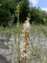 seed stand of the german tamarisk (myricaria germanica). 2007-06-13, Sony F828. keywords: tamaricaceae, rispelstrauch