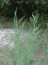 deutsche tamariske, zweig mit schuppenblättern (myricaria germanica) || foto details: 2007-06-13, isel river, east tyrol, austria, Sony F828. keywords: tamaricaceae, rispelstrauch