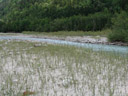 riverbank along the river isel - a pioneer habitat which supports the german tamarisk (myricaria germanica)