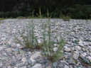 deutsche tamarisken (myricaria germanica) || foto details: 2007-07-20, inn river, serfaus, austria, Sony F828. keywords: tamaricaceae, rispelstrauch