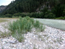 tamariskengebüsch (myricaria germanica) am innufer || foto details: 2007-07-20, inn river, pfunds, austria, Sony F828. keywords: tamaricaceae, rispelstrauch