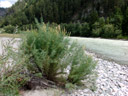 german tamarisk shrub (myricaria germanica). 2007-07-20, Sony F828. keywords: tamaricaceae, rispelstrauch