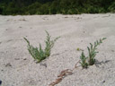 deutsche tamariske (myricaria germanica), jungpflanzen || foto details: 2007-07-20, inn river, pfunds, austria, Sony F828. keywords: tamaricaceae, rispelstrauch